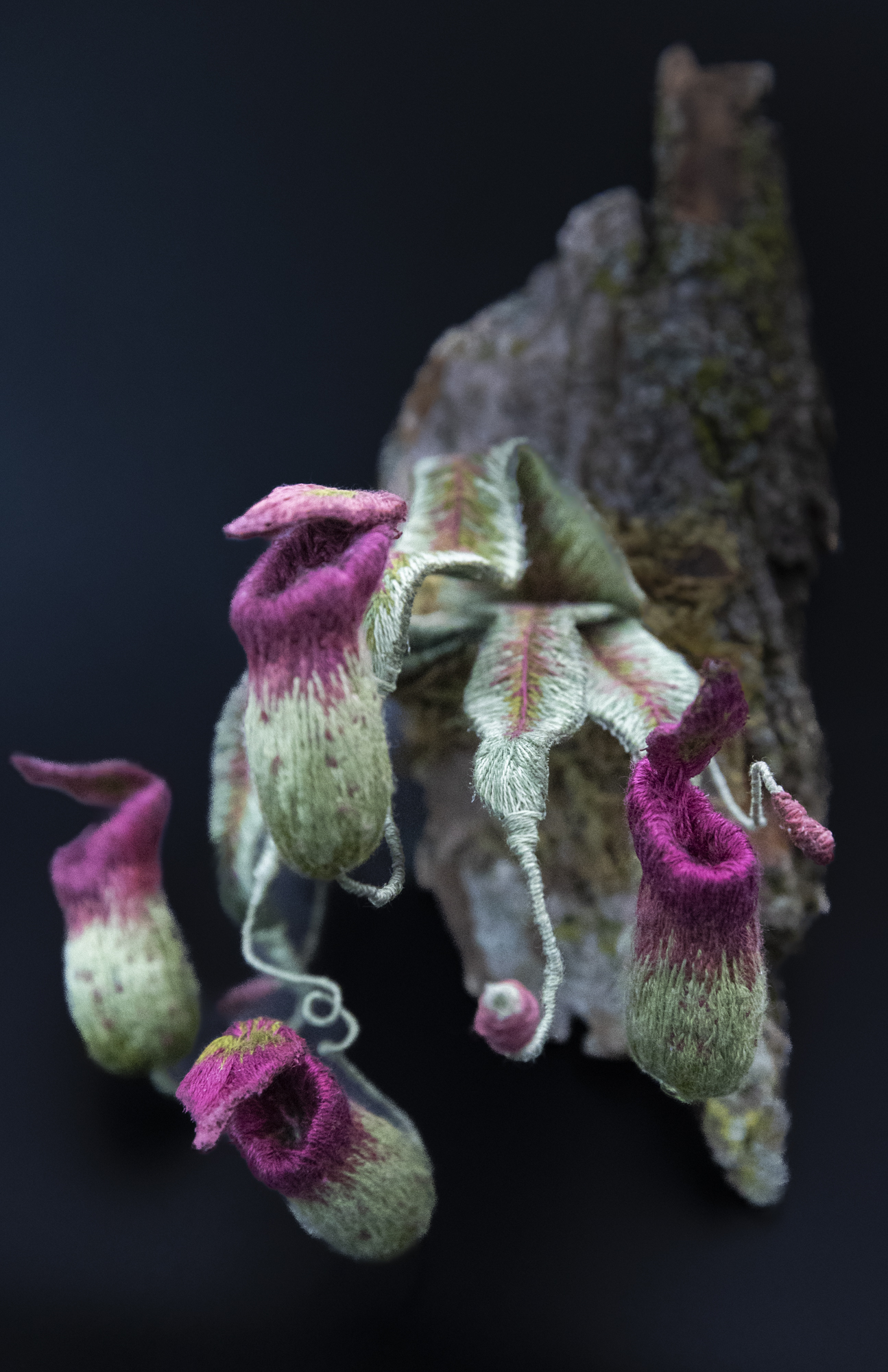 Nepenthes by Marie Frederique St-Onge